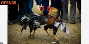 Bí Kíp Đá Gà – Làm Chủ 3 “Ngón Đòn” Then Chốt Tại Open88