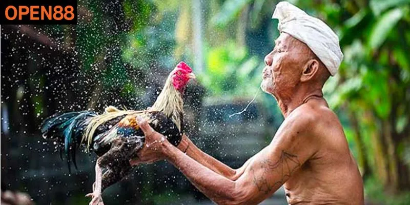 Cội nguồn của trận đấu đá gà