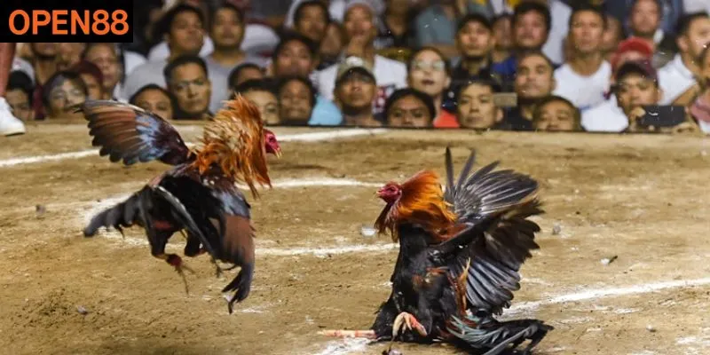 Đầy đủ giải đấu lớn nhỏ cho kê thủ trải nghiệm