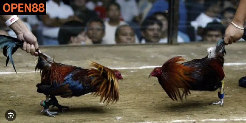 Lý giải ma trận trong cách bắt kèo đá gà